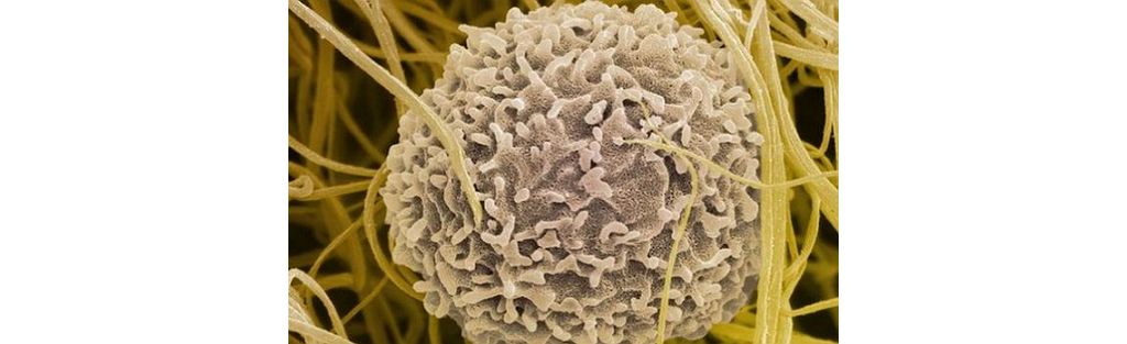 英国研究人员利用体外细胞培育出完整胸腺