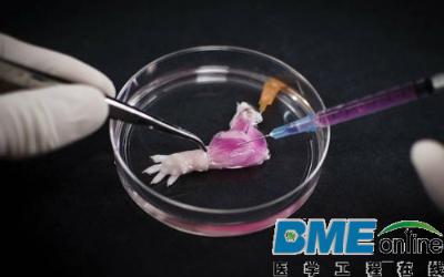 世界首例生物肢体：实验室里“种”出的大鼠前肢