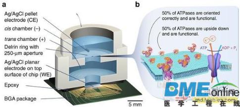 科学家研制微型芯片 能够插入细胞进行供能
