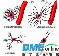超低频生物电磁导入技术 -八大系统检查