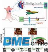 可植入人体的纳米发电机