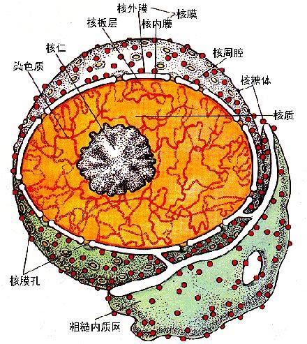Nature Methods：2016年最值得关注的八大医疗技术