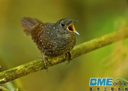 【盘点】美2015年十个重大科学成果，癌症将来或可自行消失