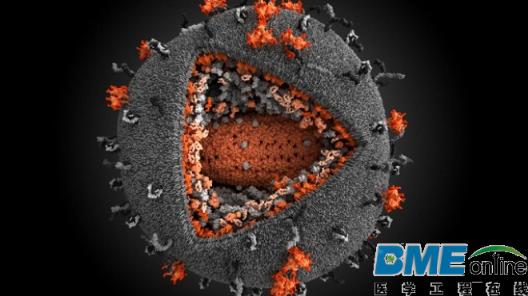 美国首次利用CRISPR/Cas9在体内成功切除HIV的DNA片段