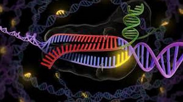 Science：揭示只靶向RNA的新型CRISPR系统
