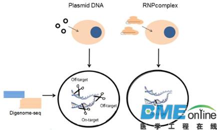 CRISPR/Cpf1基因组编辑几乎没有脱靶效应