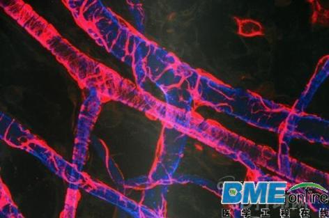 日本逆天生物医疗3D打印 或可实现“再生复活”