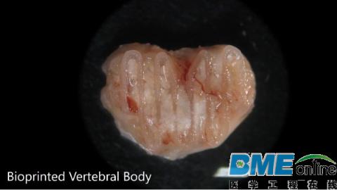 新西兰科学家利用生物医疗3D打印和干细胞制造出可再生新骨骼
