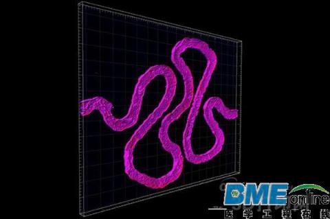 哈佛生物医疗教授利用3D打印出活体肾脏模型