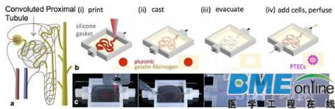 哈佛生物医疗教授利用3D打印出活体肾脏模型
