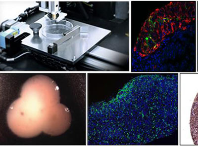 Organovo生物3D打印肝脏组织将在2019年通过FDA审核