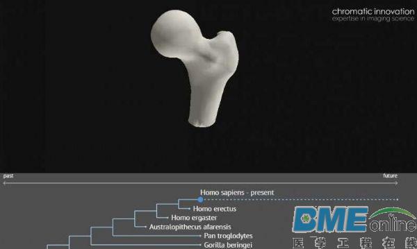 科学家开发出3D关节模型：有望治疗人类骨质疾病