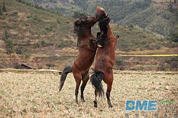迈瑞与理邦专利大战落幕：医疗新秀如何挑战传统贵族？