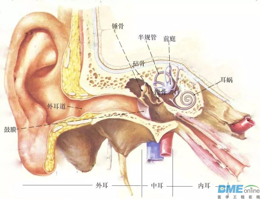 中国科学家借助基因治疗让失聪小鼠重获声音