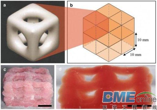 这种新型低温3D打印，产品可模仿大脑和肺部特性